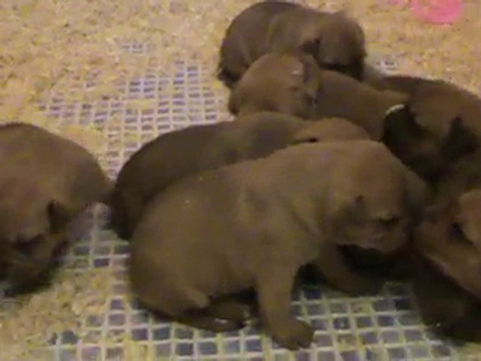 chiots amstaff de la garde divine le 9/11/10 sans maman