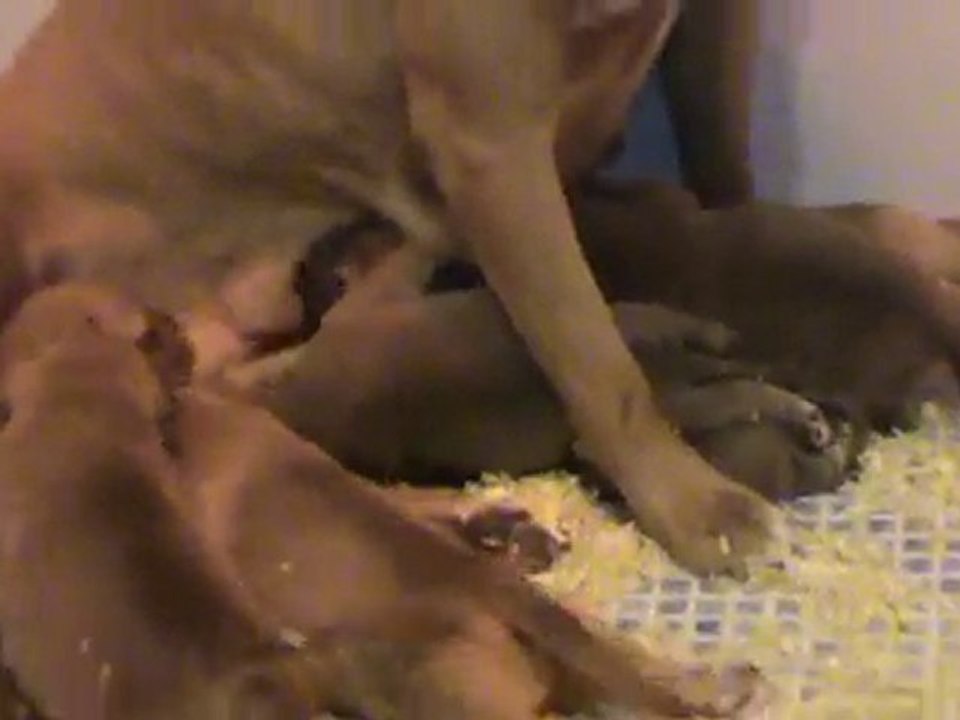 chiots amstaff de la garde divine le 9/11/10 avec maman