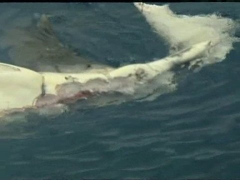 Sharks filmed eating whale carcass