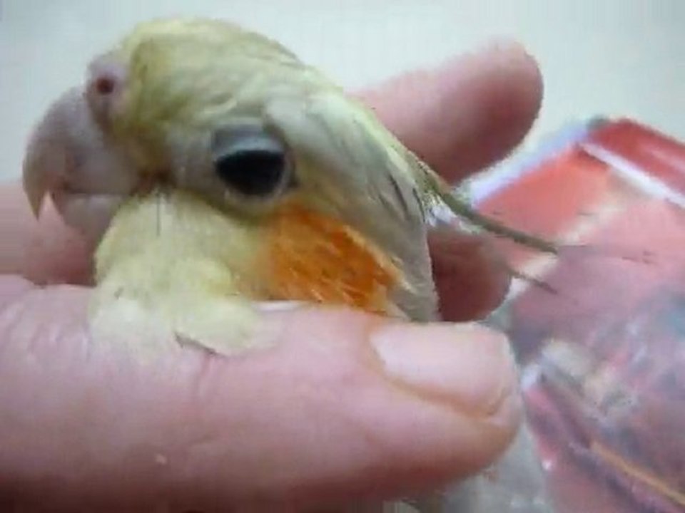 calopsitte : astrid ,gros gros calins