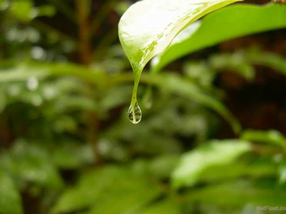 Marius Ciprian Pop - Mama