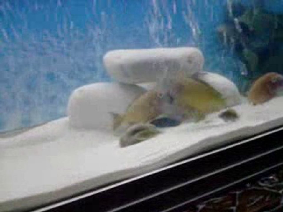 İLANGİ YELLOW AİLE KONSEYİ