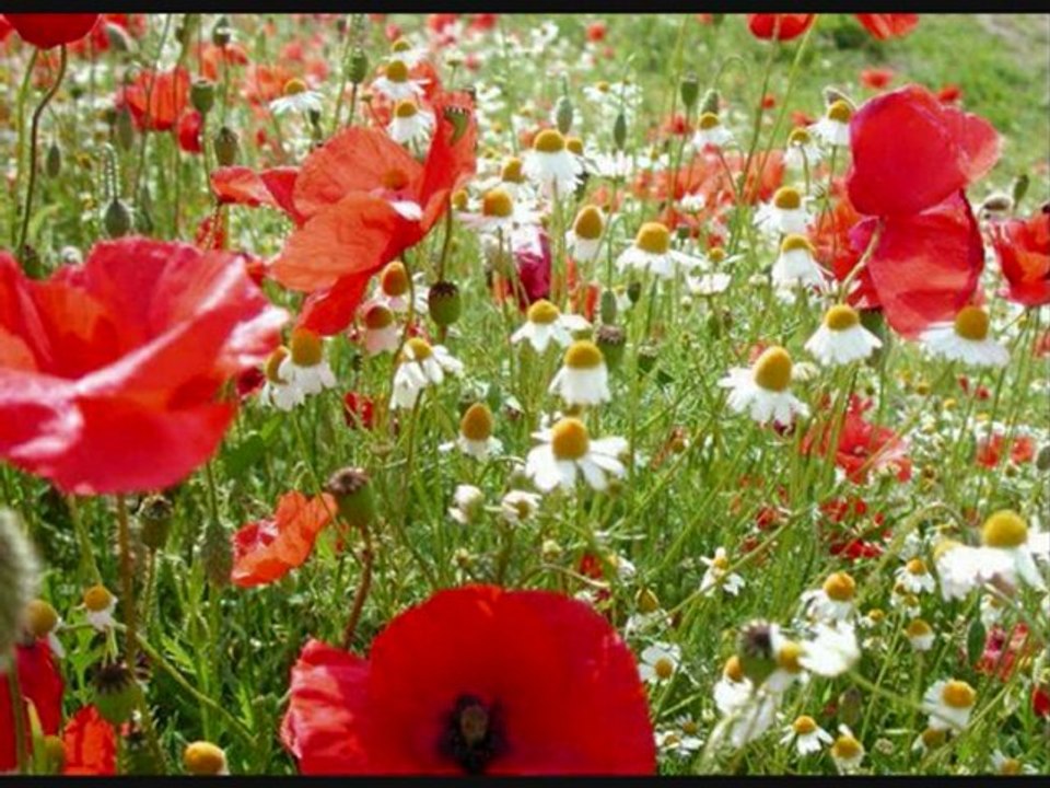 Gentil coquelicot