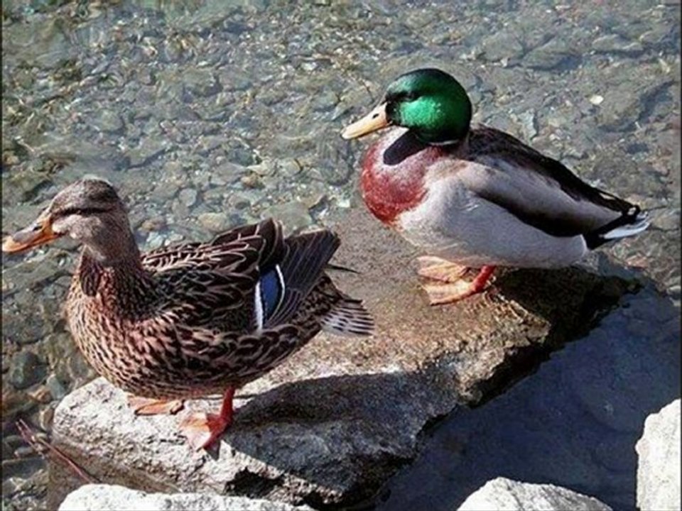 Bernard le canard