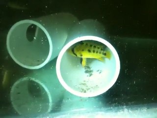 Apisto Female Guarding Spawn