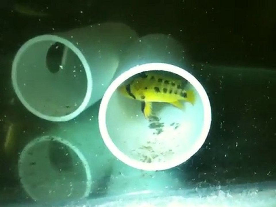 Apisto Female Guarding Spawn