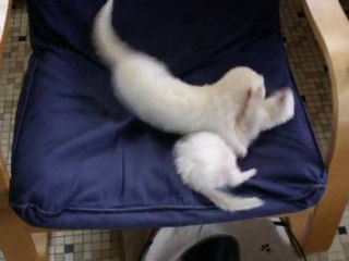 Mes deux loulous qui jouent