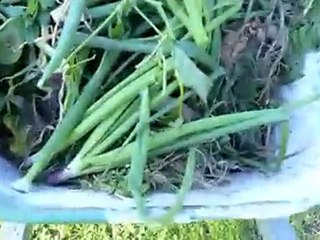 Bird Care is sharing your organic vegetables