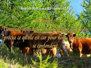 Sourate Al-Baqara (La vache) Mohamed El-menchaoui