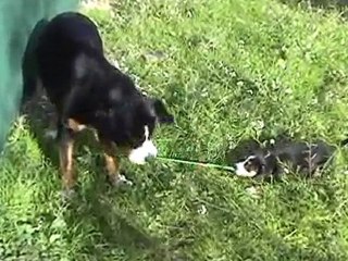 "p'tit suisse" contre "grand suisse"