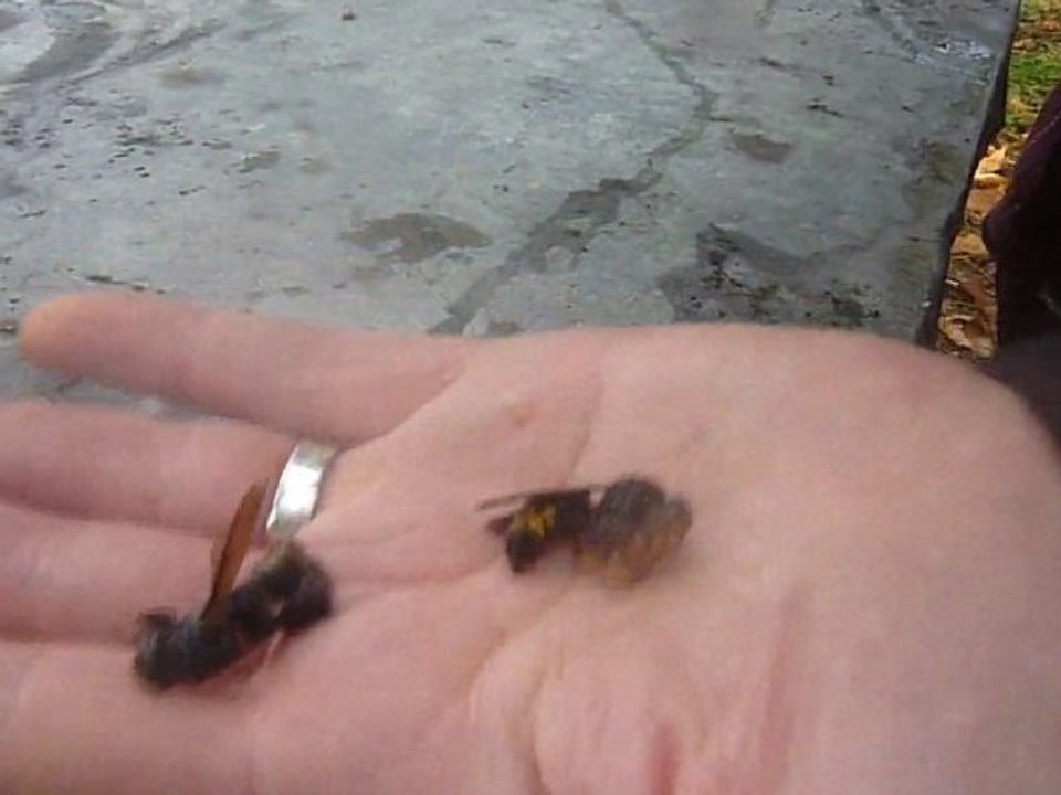 rucher museum Toulouse hivernage 2010