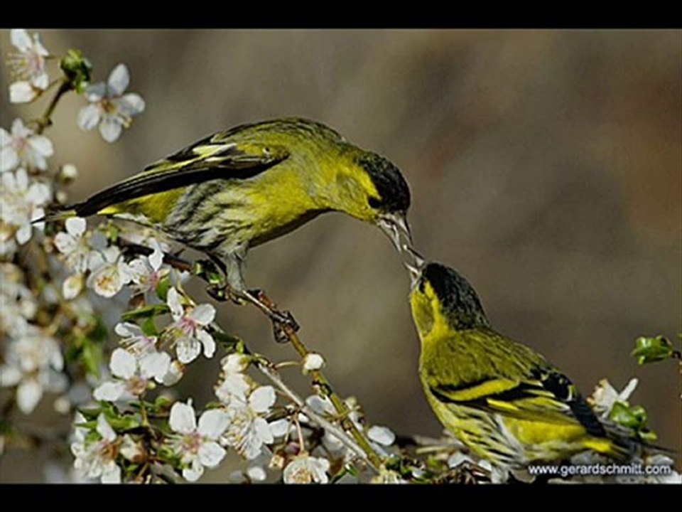 le verdier d'Europe et le tarin des aulnes