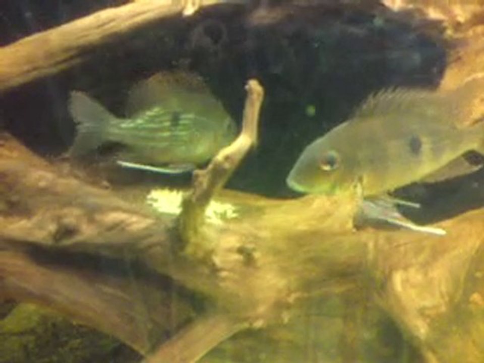 ponte geophagus sp rio negro