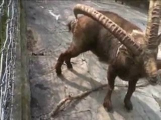 l'avantage d'avoir des cornes