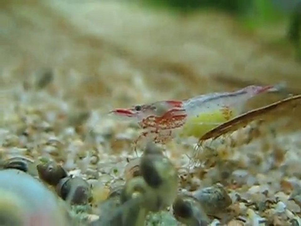 Rilli shrimp grainée