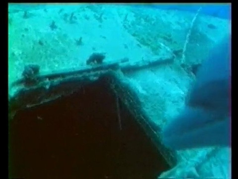 Les dauphins