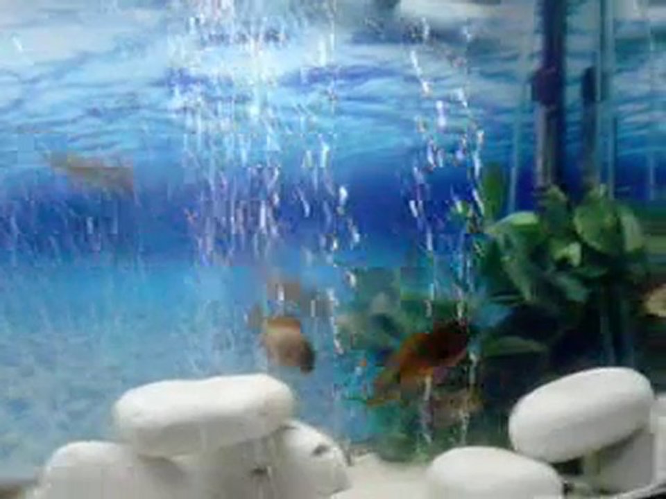 FO İLANGİ YELLOW AİLE KONSEYİ 2