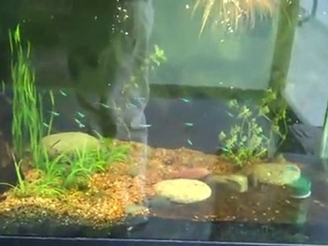 90 Gallon Neon Tetra Tank. sterbai cory cats