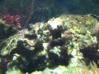 Pests in the Reef Aquarium. Unwanted guests