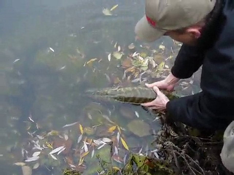 Release brocodile lorrain