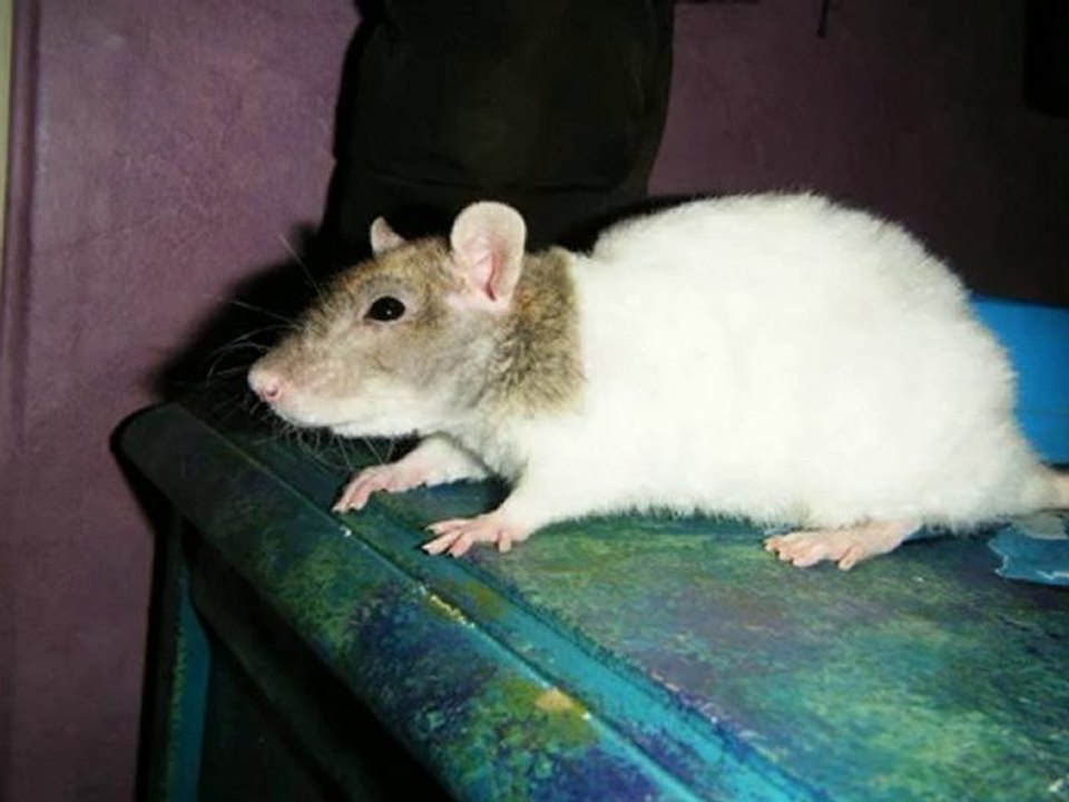 nejma