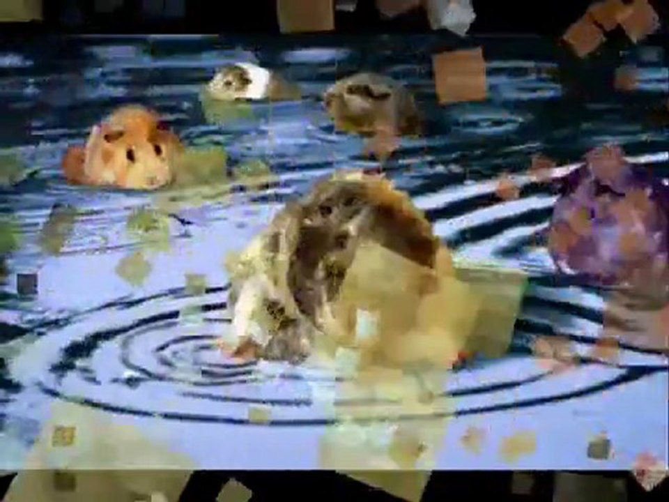 Des cochons d'inde qui font la fête .