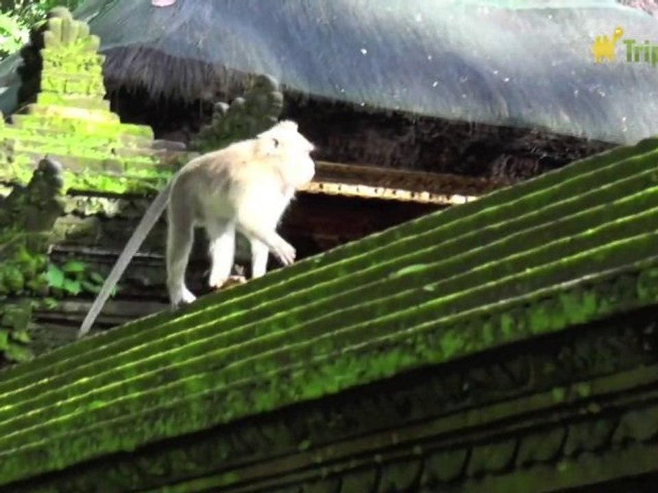 Promenade dans la Monkey Forest à Ubud (Bali)