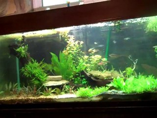Long talk with Bryan about the 220 Planted tank.