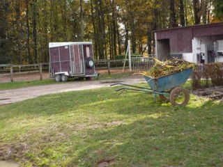 Chevaux et poneys de la doua