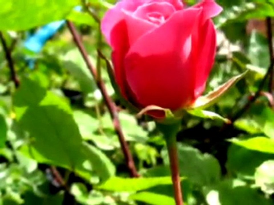 Nedim varol,Tufanbeyli,Adana,Dönay, güley,2010