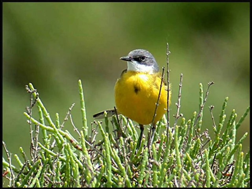 la bergeronnette des ruisseaux la bergeronnette printanière