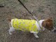 Tee shirt pour chien SAINTEPROMOS T-SHIRT for DOG PET SHOP