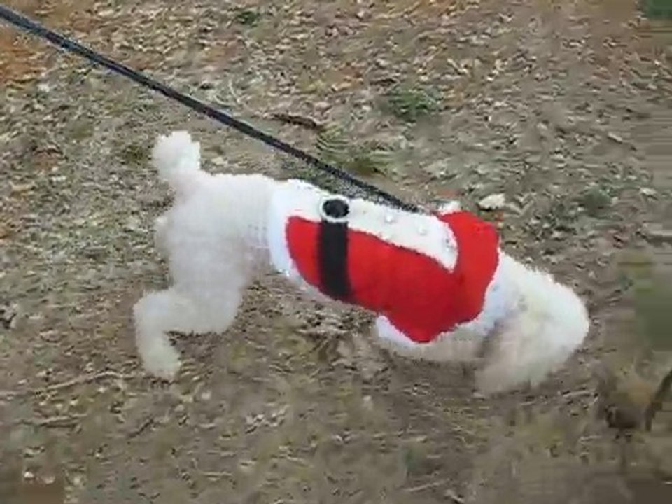 Vétement pour chien déguisement père Noel