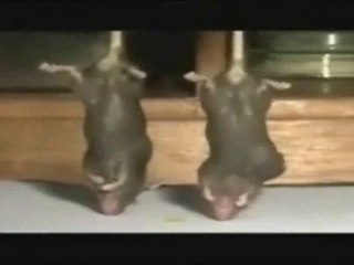 Effets de l'eau alcaline sur le diabète et les tumeurs