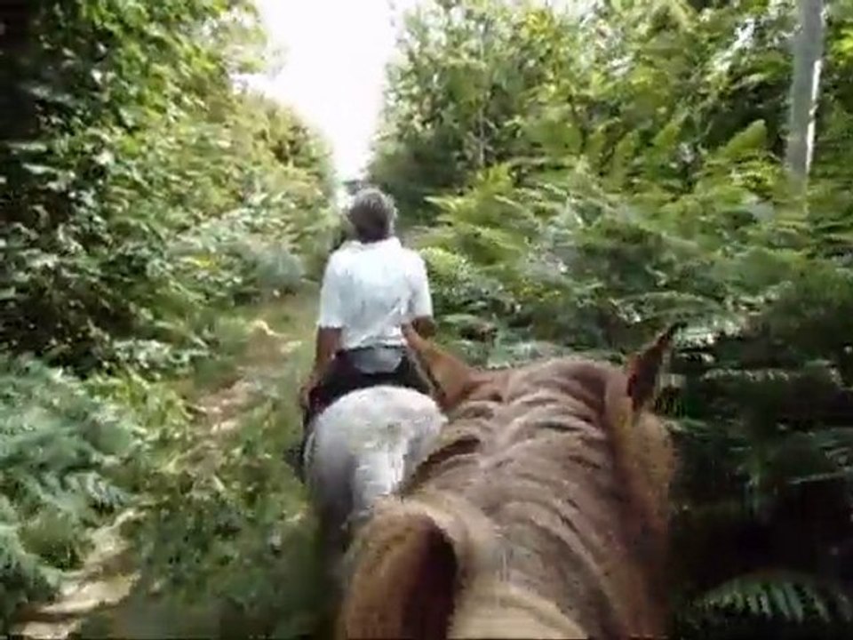 nous allons au bois