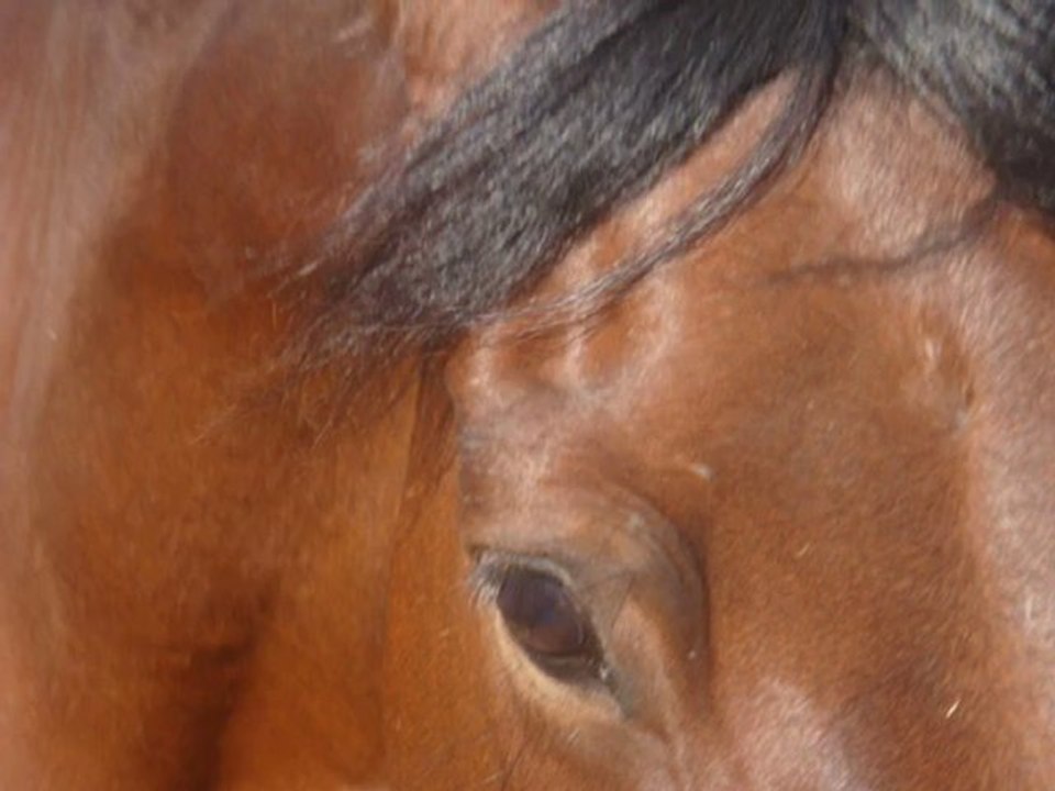 Isidore, le poney en or