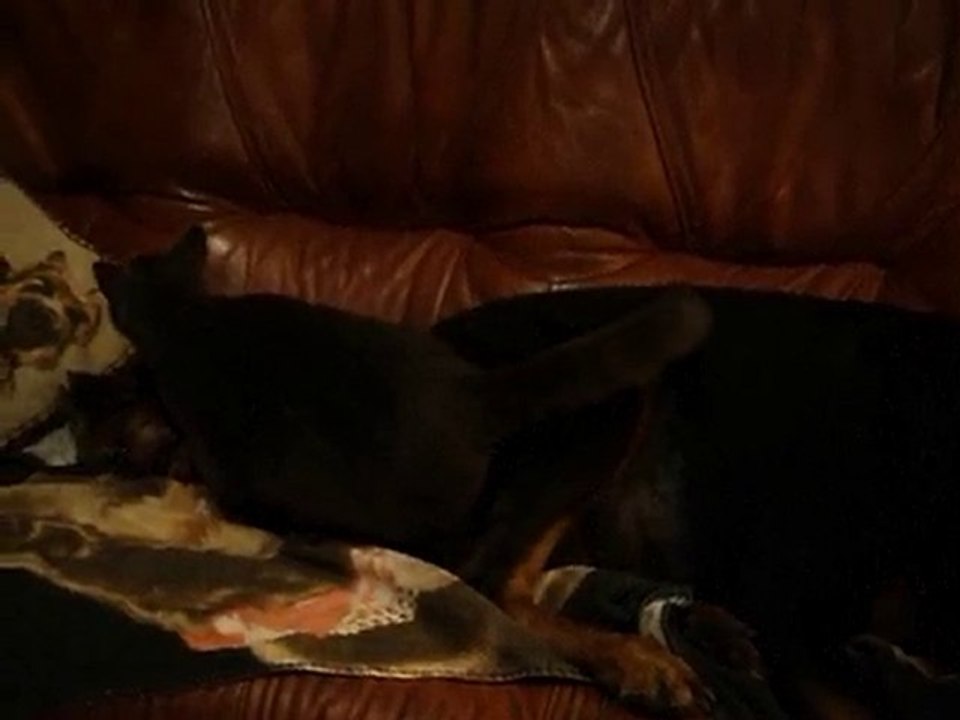 petrissage a 4 pattes ! 001