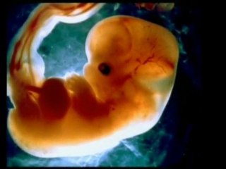 Les miracles du Coran: Les trois étapes du bébé dans l'utéru