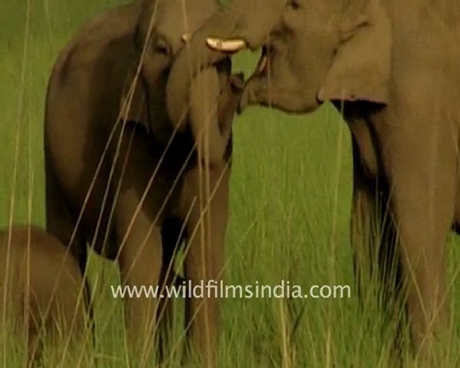 Frolicking Asiatic elephants