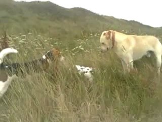 cléo anka et caramel