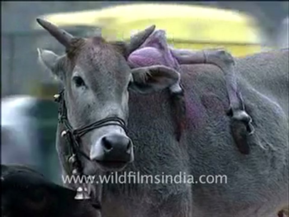 A six legged cow!