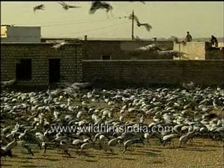Group of Demoiselle Cranes