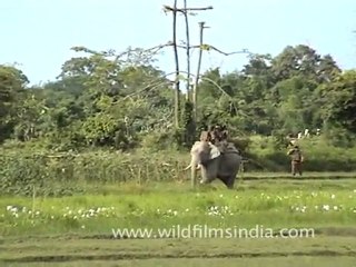 Elephant Safari in Kaziranga National Park
