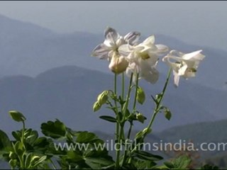 Flowers in Landour