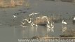 Water birds on the Ramganga - Egrets and cormorants