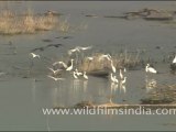 Water birds on the Ramganga - Egrets and cormorants