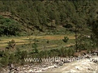 "Women harvesting wheat in Uttarkashi "