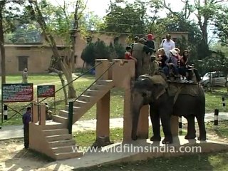 People Riding an Elephant