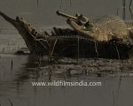 Sunbathing gharial crocodilians