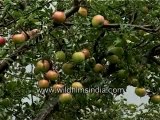 Apples in a Himalayan orchard